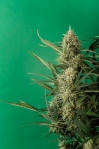 Hanfplanze, CBD Blüten