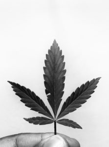 Hanf CBD Blatt